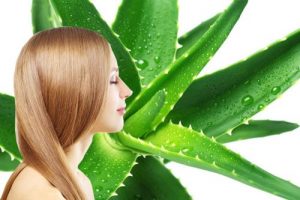 Lee más sobre el artículo Sábila – Aloe Vera para tu cabello: ¿Cuáles son los beneficios?